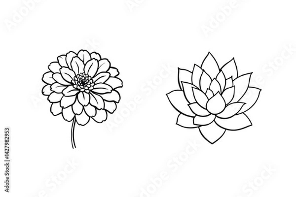 Fototapeta Black And White Line Art Illustration Of Zinnia Flower And Succulent