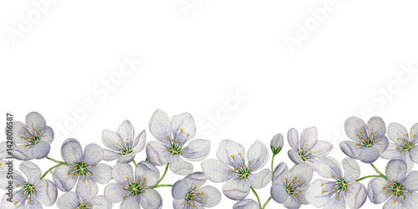 Obraz Cherry blossom banner.  Watercolor illustration. White background. For design, backgrounds