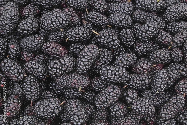 Obraz Mulberry background