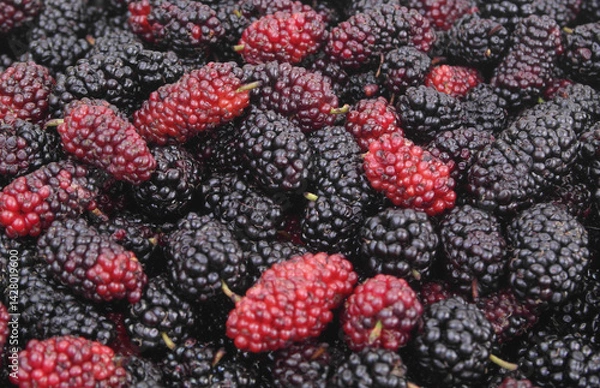 Fototapeta Red and black fresh mulberry berries close up	