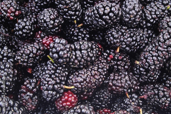 Obraz Close up of ripe mulberry berries