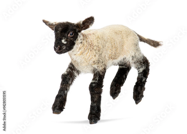Fototapeta Cute lamb jumping and running on white background