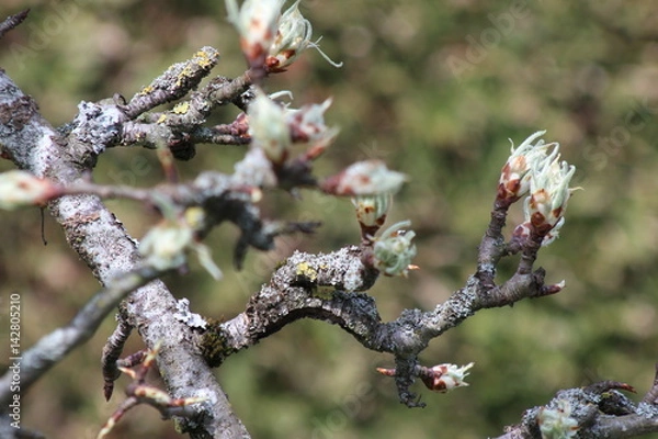 Obraz Birnenknospen an einem Ast