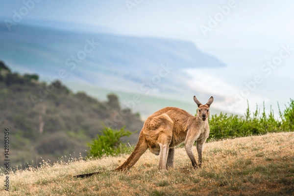 Obraz Kangaroo in Deep Creek, South Australia