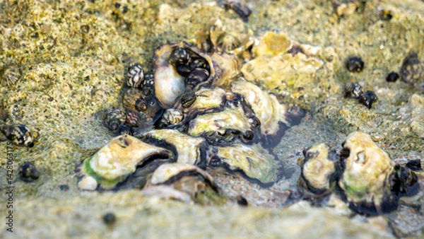 Obraz Oysters are attached to coral. Oyster is the common name for several different families of saltwater bivalve molluscs that live in marine or brackish habitats.