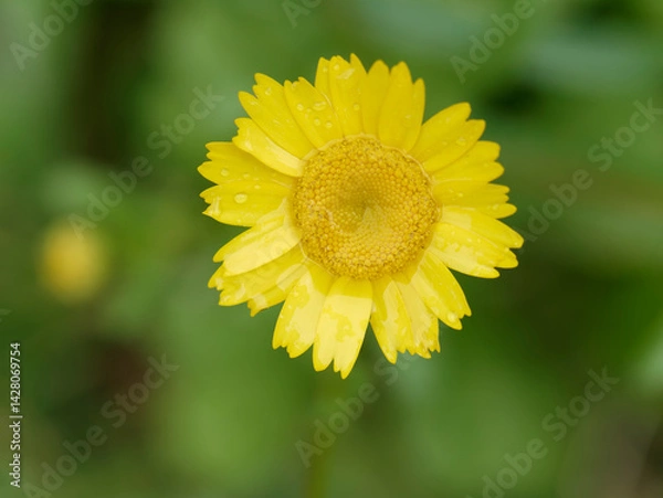 Fototapeta background composed of a beautiful yellow daisy