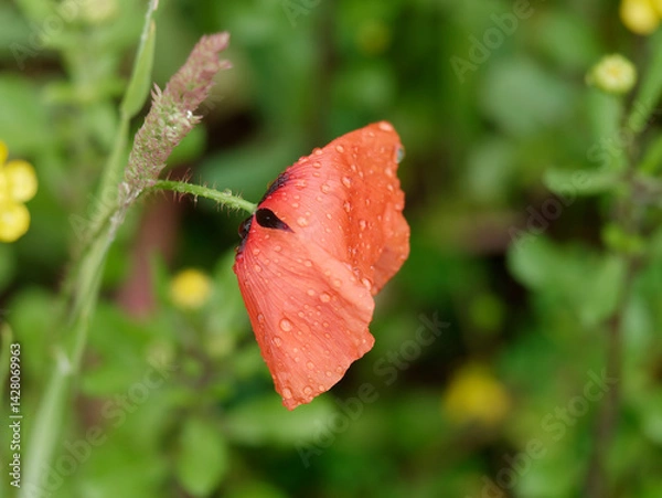 Fototapeta red poppy with raindrops in a garden