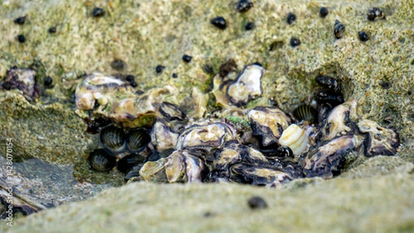 Obraz Oysters are attached to coral. Oyster is the common name for several different families of saltwater bivalve molluscs that live in marine or brackish habitats.