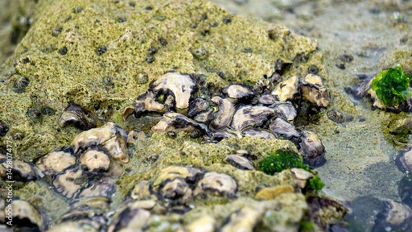 Obraz Oysters are attached to coral. Oyster is the common name for several different families of saltwater bivalve molluscs that live in marine or brackish habitats.