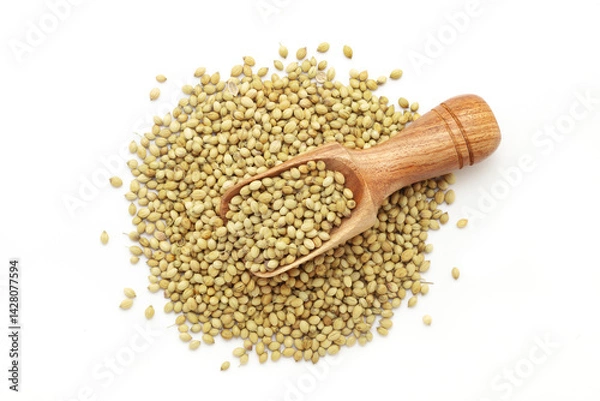 Obraz A wooden scoop filled with organic Coriander (Coriandrum sativum), placed on a heap of coriander seeds, isolated on a white background.