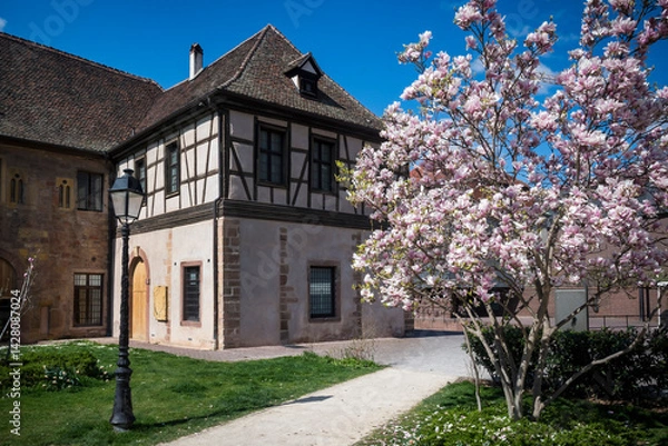 Fototapeta Half-timbered medieval building and blossom in Colmar, Alsace, France
