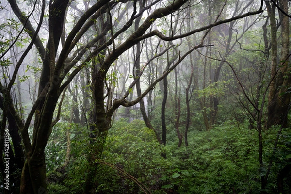 Obraz Maple forest hidden in the misty mountain, hiking trail go through forest, in Yangmingshan National Park, Taipei, Taiwan.
