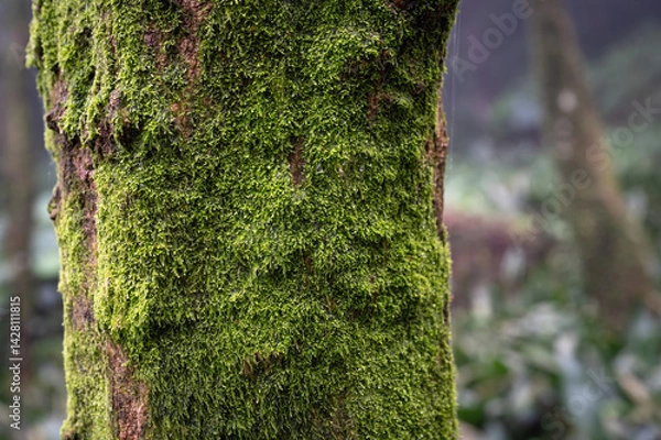 Obraz Close up of the moss growing on the maple tree, in Yangmingshan National Park, Taipei, Taiwan.