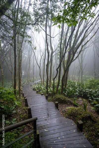 Obraz Maple forest hidden in the misty mountain, trail go through the forest, in Yangmingshan National Park, Taipei, Taiwan.