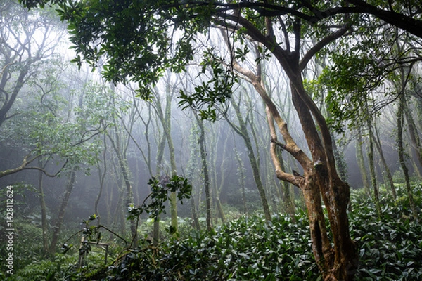 Obraz Maple forest hidden in the misty mountain, trail go through the forest, in Yangmingshan National Park, Taipei, Taiwan.