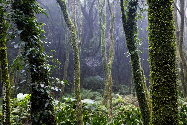 Obraz Close up of spider web on the maple branch in the misty forest, in Yangmingshan National Park, Taipei, Taiwan.