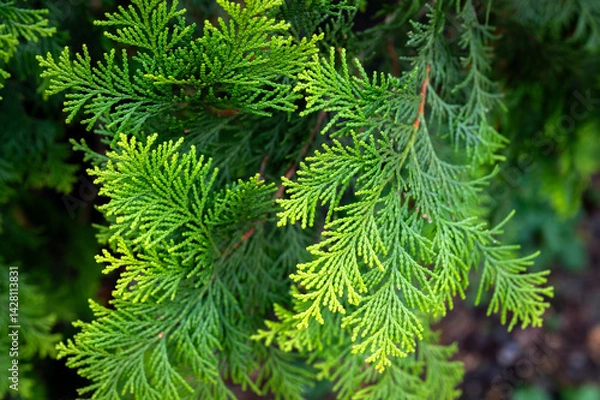 Obraz Close up of pine leaf, beautiful green and yellow color showing on the leaf, in Taiwan.
