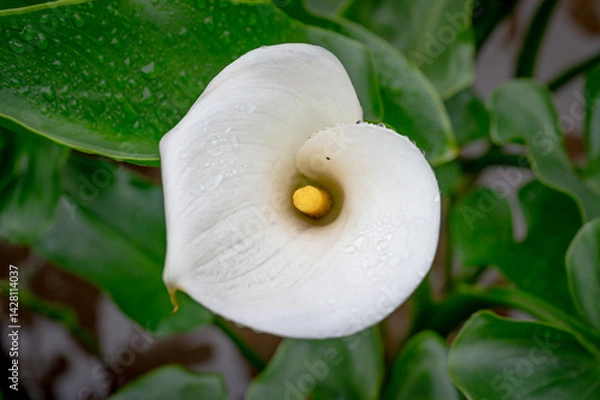 Obraz Close up of Calla lily growing in Yangmingshan National Park, in Taipei, Taiwan.