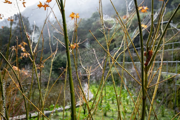 Obraz Close up of spider web building in the branch, in Taipei, Taiwan.
