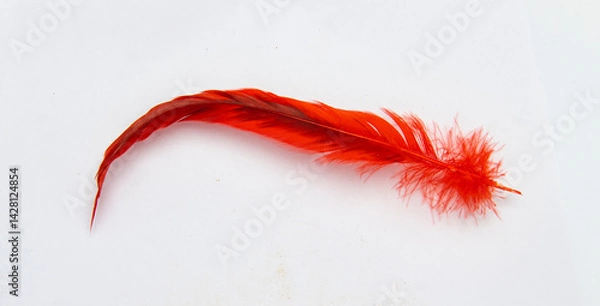 Obraz Red feathers, black feathers, feather pens, pheasant feathers, eagle feathers, flamingo feathers, ostrich feathers, wild duck feathers, crow feathers, peacock feathers, lark feathers, phoenix feathers
