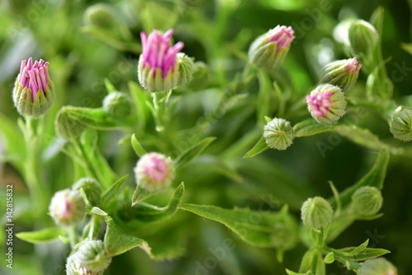 Obraz マーガレット