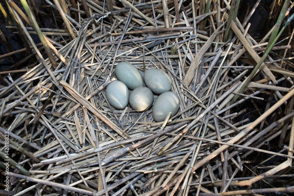 Obraz Bittern (Botaurus stellaris).