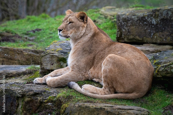 Fototapeta Female Lioness Resting on Rocks
