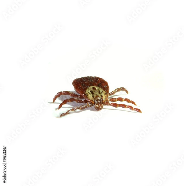 Obraz Parasite tick isolated on white