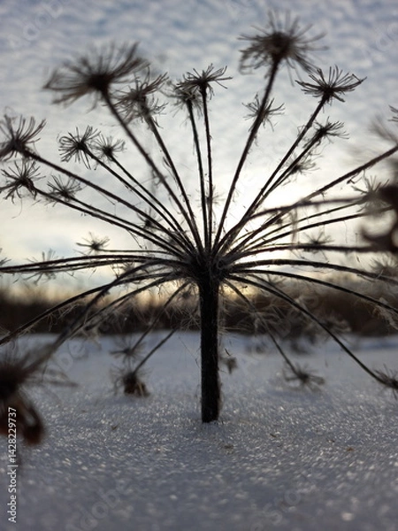 Obraz Frozen umbrella of a dry plant on a snowy field against the winter sky. Play of light on ice crystals, clear graphic lines. Winter study