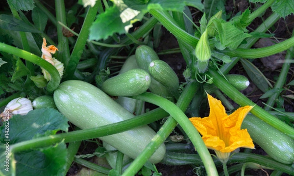 Fototapeta Flowering and ripe fruits of zucchini in vegetable garden