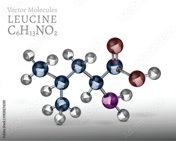 Fototapeta 3D vector illustration of leucine molecule structure.