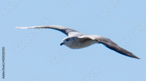Fototapeta Gull in flight