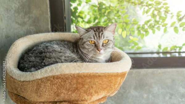 Fototapeta Gray striped cat lying in the room.