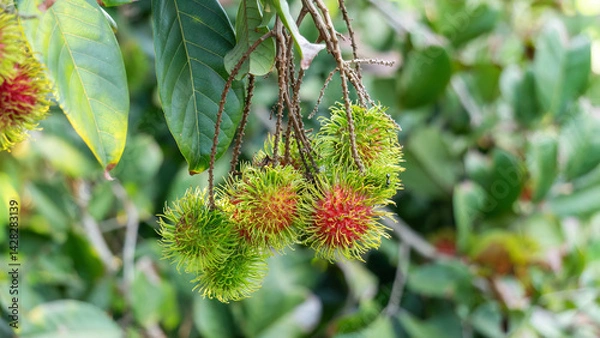 Fototapeta Red rambutan fruit hanging on a rambutan tree.