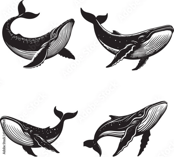 Obraz Bowhead Whale Vector Illustration – Majestic Arctic Marine Mammal Design