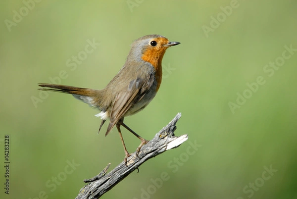 Fototapeta petirrojo