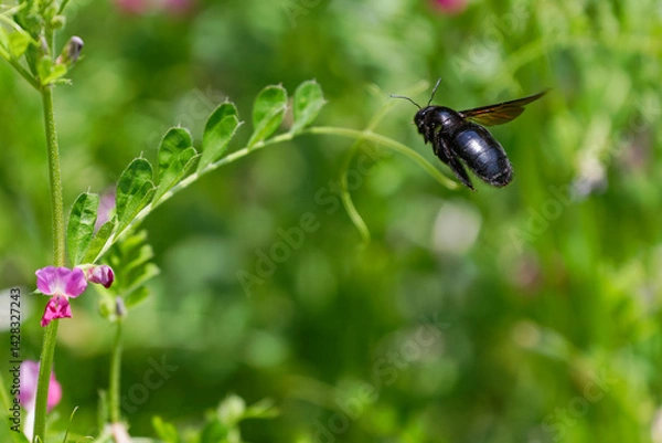 Fototapeta タイワンタケクマバチの飛翔