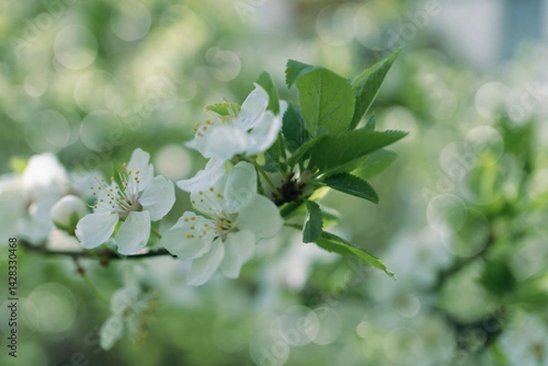 Obraz Photograph of delicate white  cherry blossoms captured in full bloom during spring.