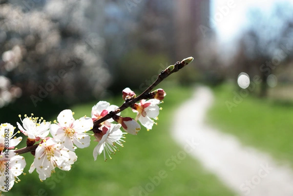 Obraz Photograph of delicate white  cherry blossoms captured in full bloom during spring.