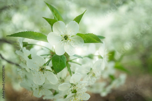 Obraz Photograph of delicate white  cherry blossoms captured in full bloom during spring.