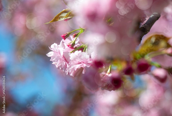 Obraz Photograph of delicate white and pink cherry blossoms captured in full bloom during spring.