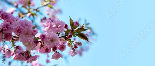 Obraz Panoramic Photograph of delicate white and pink cherry blossoms captured in full bloom during spring.