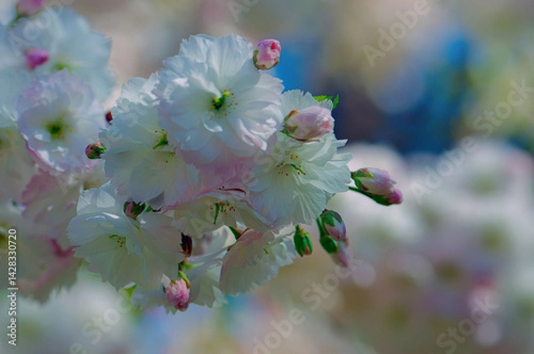 Obraz Photograph of delicate white and pink cherry blossoms captured in full bloom during spring.