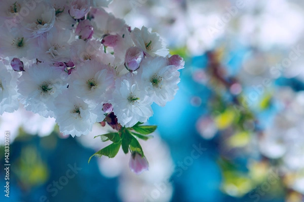 Obraz Photograph of delicate white and pink cherry blossoms captured in full bloom during spring.