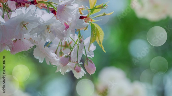 Obraz Photograph of delicate white and pink cherry blossoms captured in full bloom during spring.