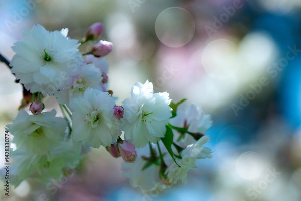 Obraz Photograph of delicate white and pink cherry blossoms captured in full bloom during spring.