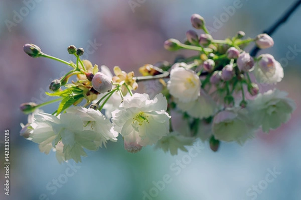 Obraz Photograph of delicate white and pink cherry blossoms captured in full bloom during spring.