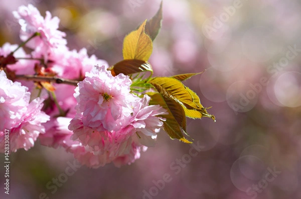 Obraz Photograph of delicate white and pink cherry blossoms captured in full bloom during spring.