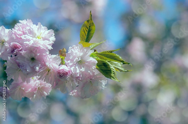 Obraz Photograph of delicate white and pink cherry blossoms captured in full bloom during spring.