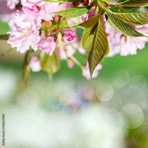 Obraz Photograph of delicate white and pink cherry blossoms captured in full bloom during spring.